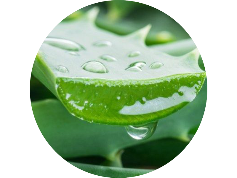 Close-up of a green aloe vera leaf with water droplets, circular crop.