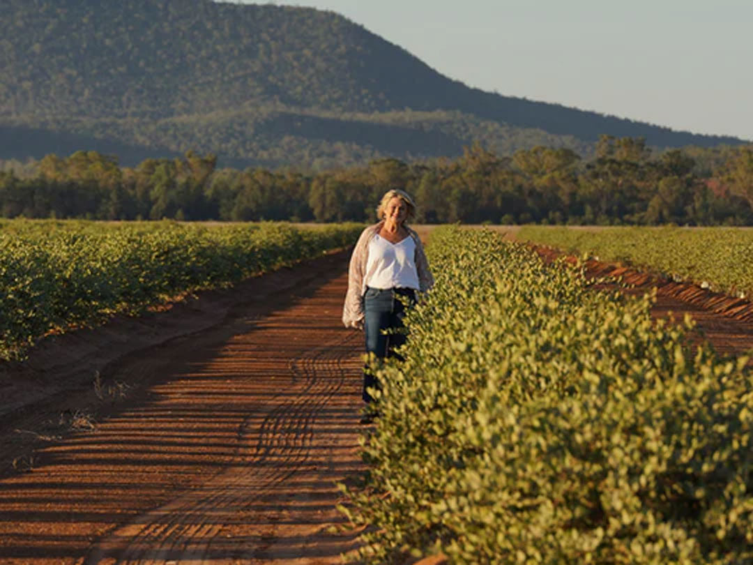 Person walking between crop fields on a dirt road, with a mountain backdrop.