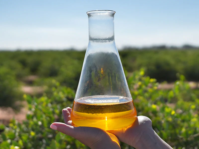 Hand holding Erlenmeyer flask with liquid, outdoors with greenery in background.