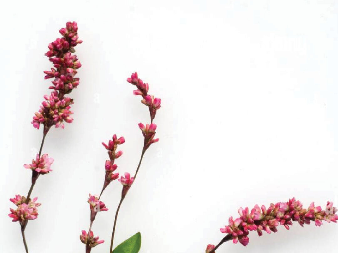 Three pink flower sprigs against a white background.