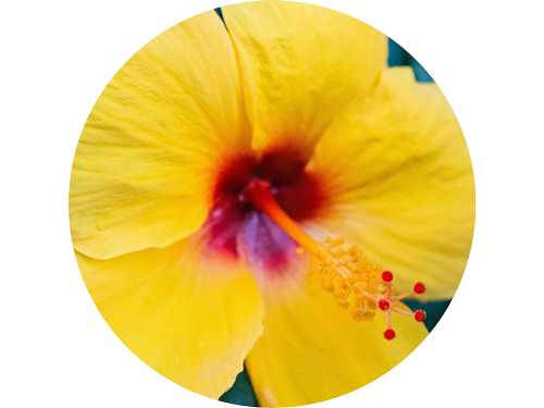 Close-up of a vibrant yellow hibiscus with a red center and prominent stamen, in a circular frame.