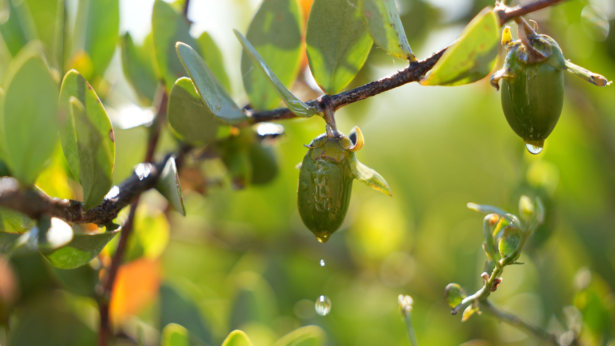 Jojoba Plan Jojoba Bean