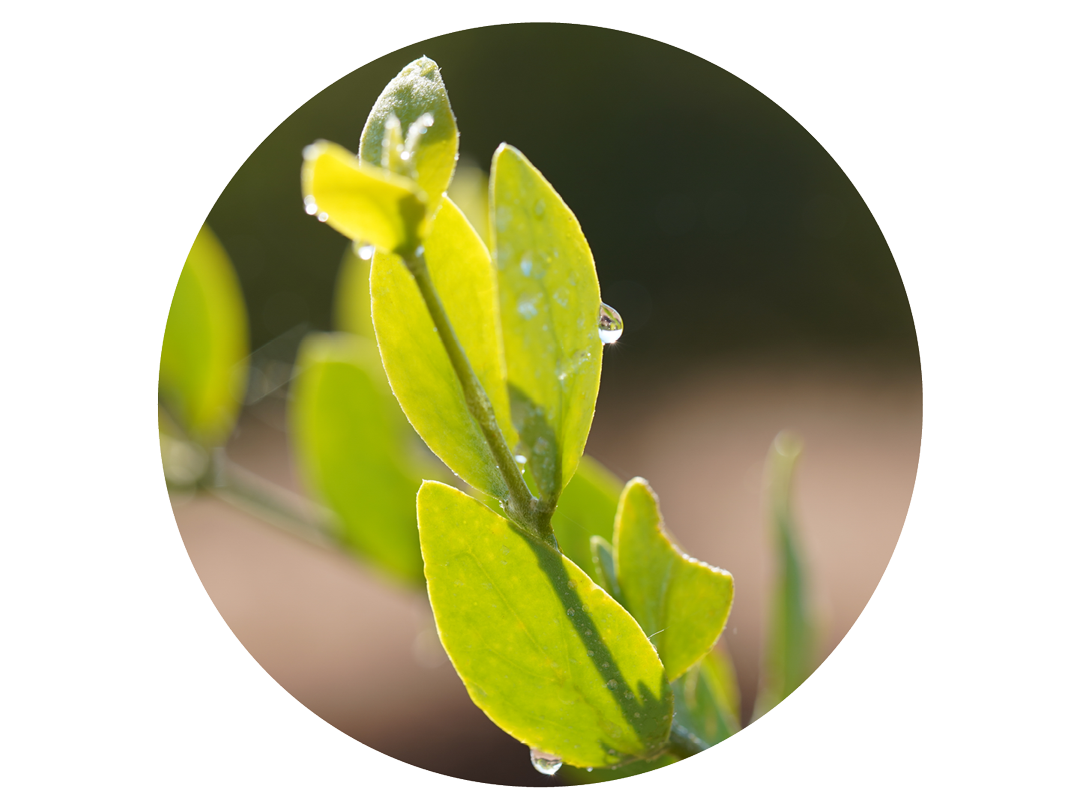 Close-up of dew drops on green leaves with a circular crop against a blurred background.