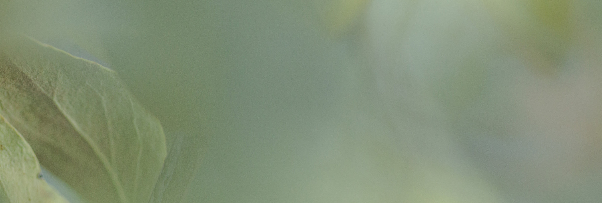 Blurred image of greenery with a focus on a leaf's edge.