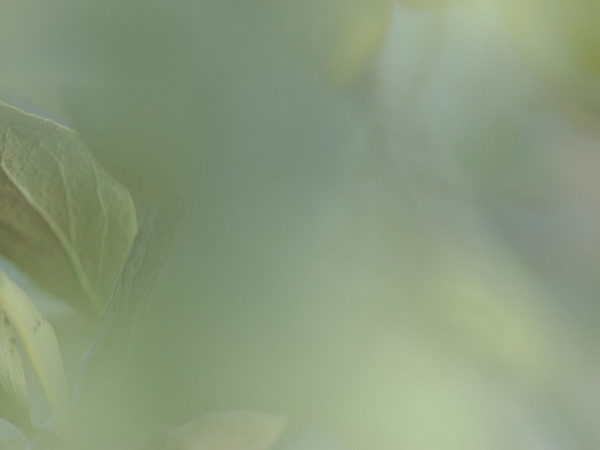 Blurry image with soft green tones and indistinct outlines of leaves.