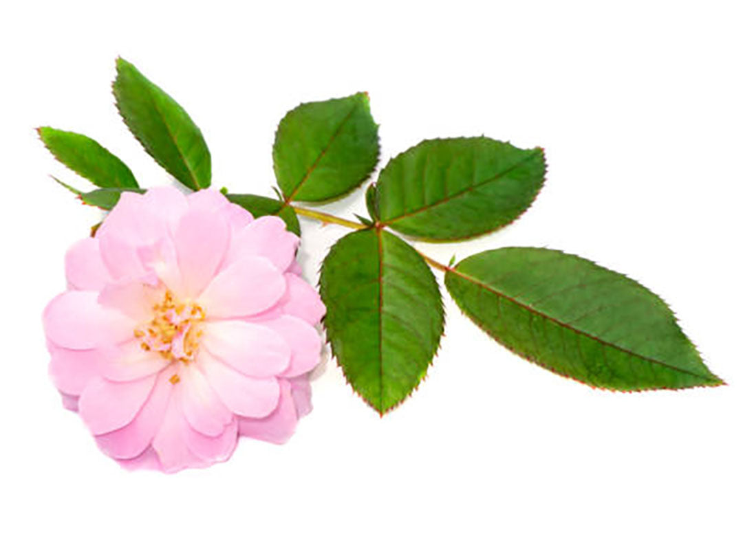 A single pale pink rose with green leaves on a white background.