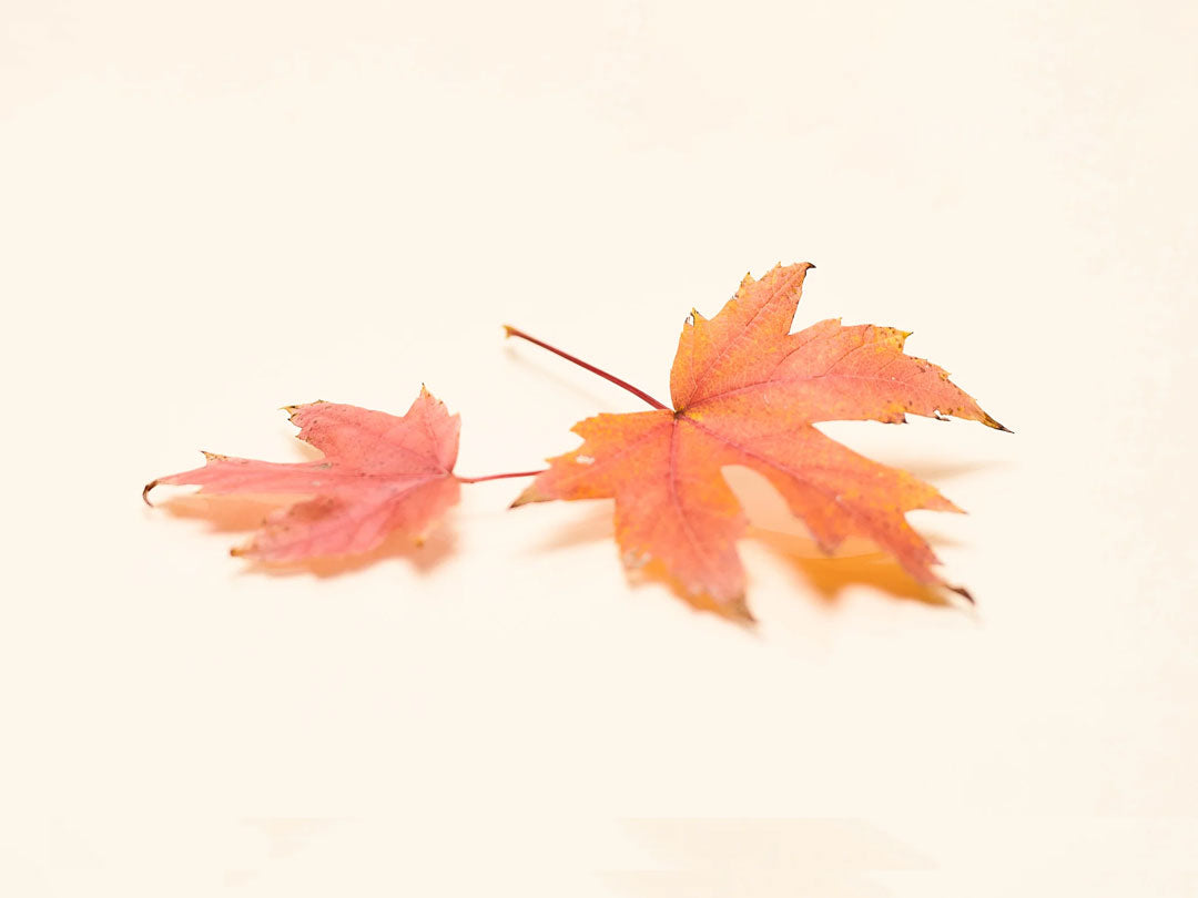 Two orange maple leaves against a pale background.