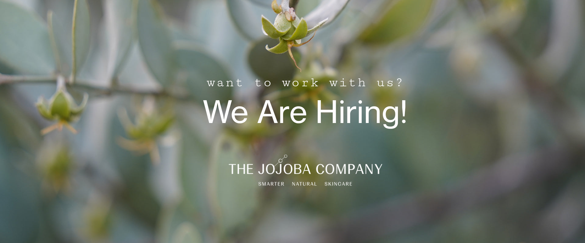 Job hiring ad overlaying blurred plant background for The Jojoba Company.